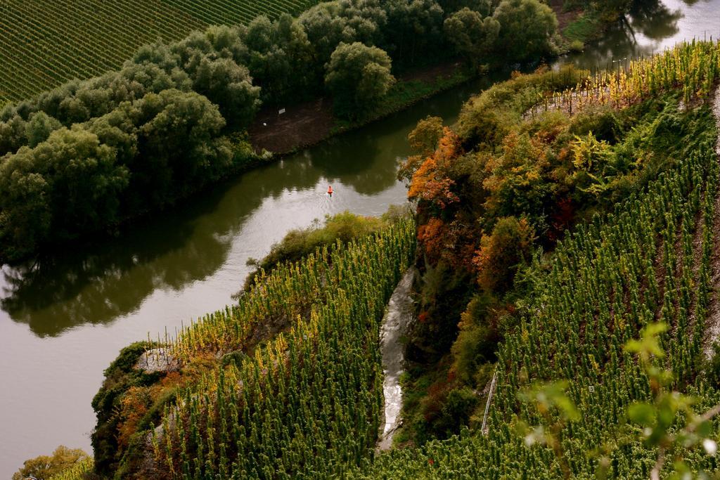 Гостевой дом Bio-Weingut Staffelter Hof Креф Экстерьер фото